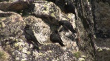 Video of Yellow-billed Chough - Yellow-billed Chough fly in the sky in Bulgarian mountains